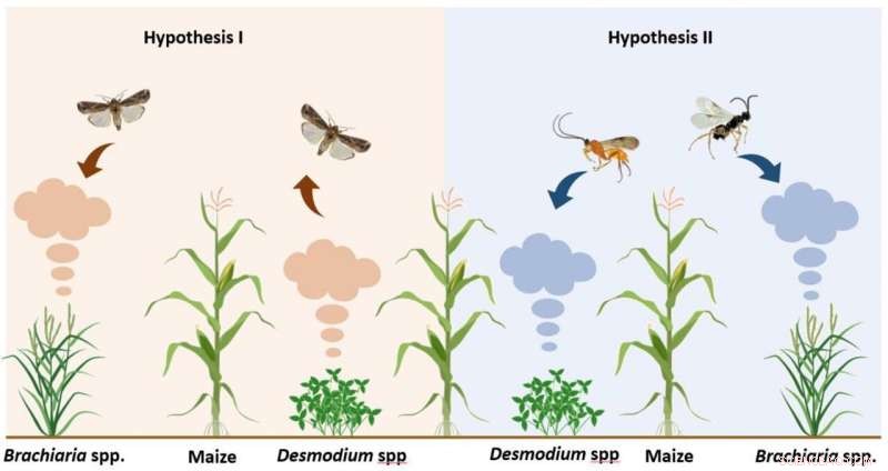 Push-Pull Strategies for Fall Armyworm Control: Companion Crops & Biological Control