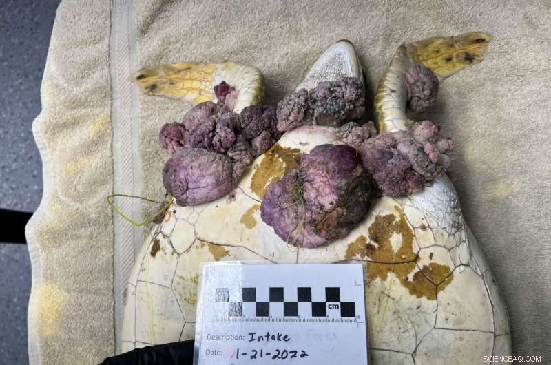 Sunlight Therapy Shows Promise for Green Sea Turtles with Tumors