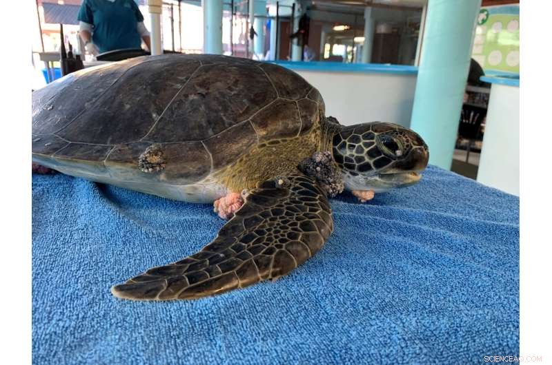 Sunlight Therapy Shows Promise for Green Sea Turtles with Tumors
