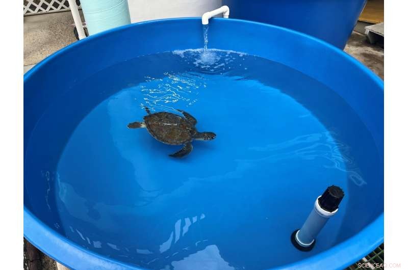Sunlight Therapy Shows Promise for Green Sea Turtles with Tumors