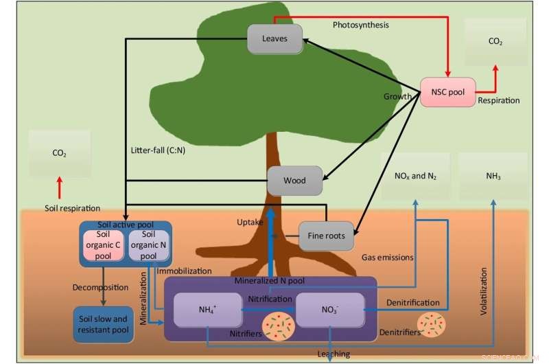 FORCCHN2: A Novel Dynamic Vegetation Model for Soil Nitrogen Prediction