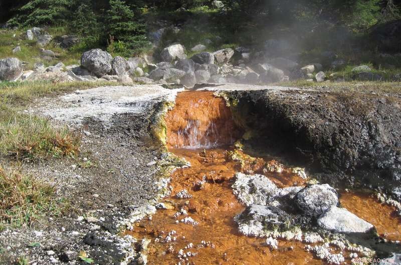 Single-Cell Genomics: Enhancing Metagenomic Insights