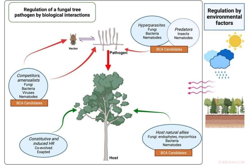 Evidence-Based Forest Pest & Disease Management: New Policy Recommendations
