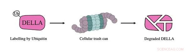 Climate Change Impacts on Plant Growth: Stress and Adaptation