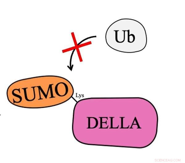 Climate Change Impacts on Plant Growth: Stress and Adaptation