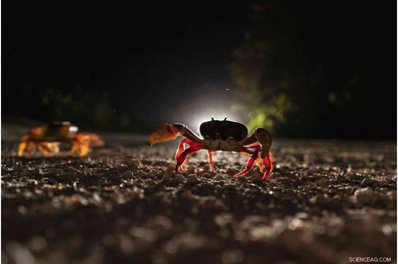 Cuba Crab Migration to Bay of Pigs: A Natural Spectacle