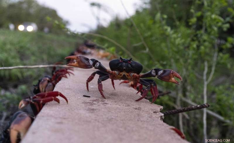 Cuba Crab Migration to Bay of Pigs: A Natural Spectacle