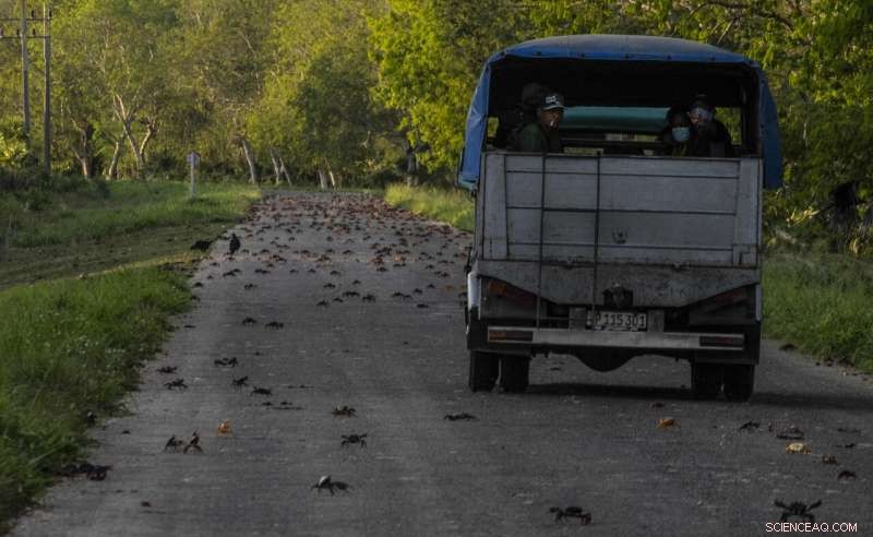 Cuba Crab Migration to Bay of Pigs: A Natural Spectacle