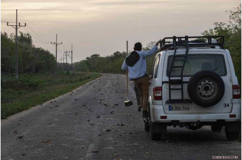Cuba Crab Migration to Bay of Pigs: A Natural Spectacle