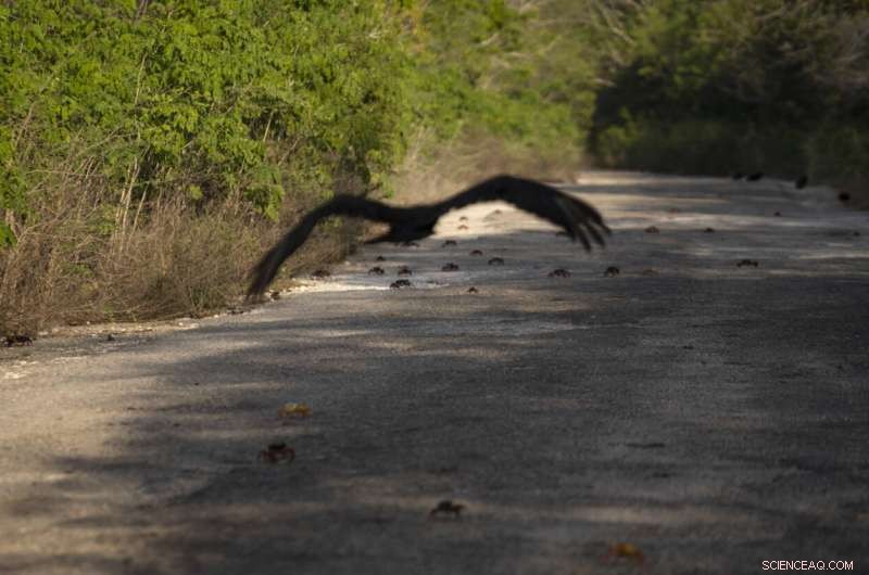 Cuba Crab Migration to Bay of Pigs: A Natural Spectacle