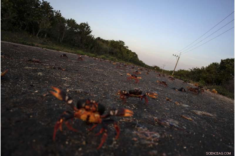 Cuba Crab Migration to Bay of Pigs: A Natural Spectacle