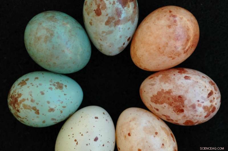 Cuckoo Finch Egg Evolution: Unraveling Evolutionary Adaptations