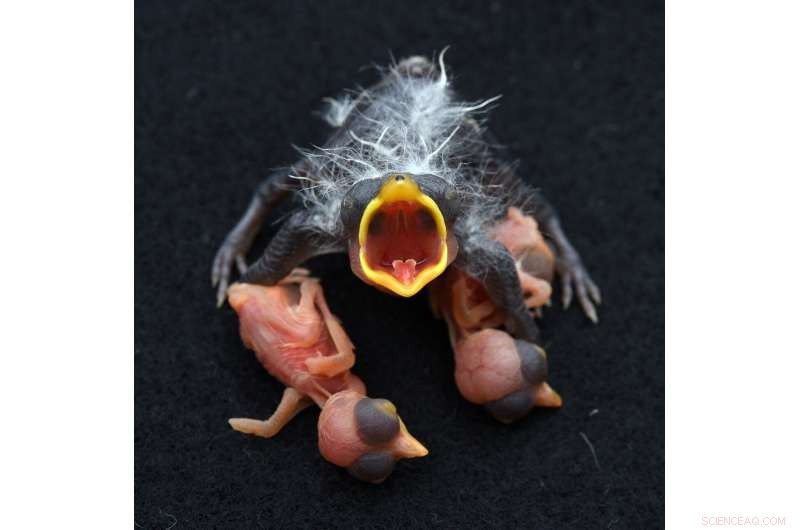 Cuckoo Finch Egg Evolution: Unraveling Evolutionary Adaptations