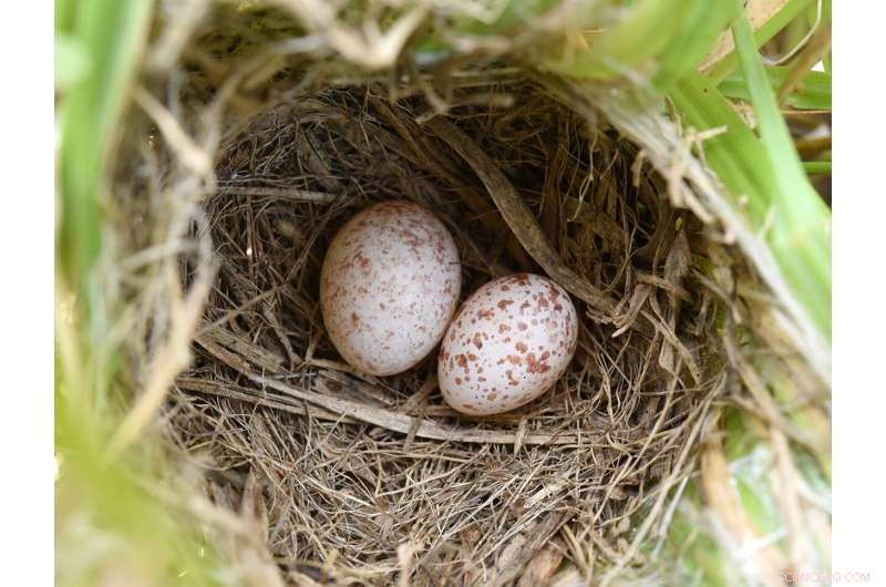 Cuckoo Finch Egg Evolution: Unraveling Evolutionary Adaptations
