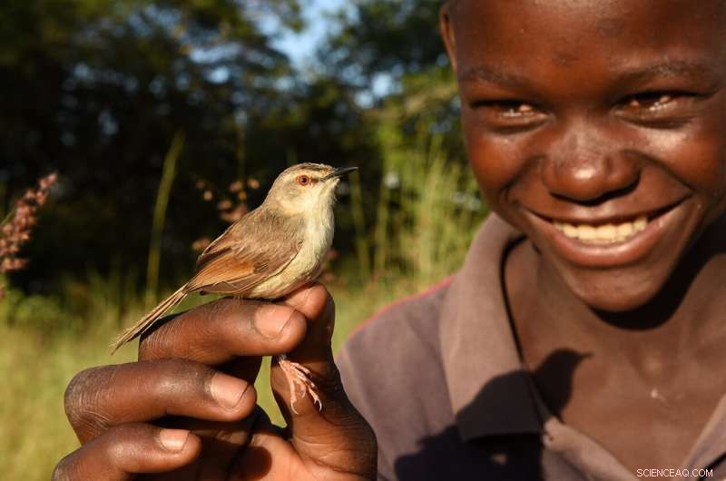 Cuckoo Finch Egg Evolution: Unraveling Evolutionary Adaptations