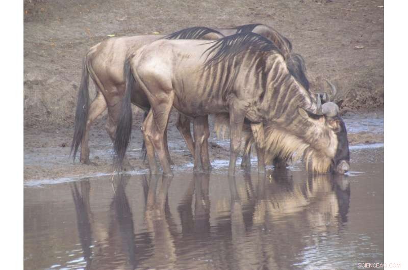 Climate s Role in Evolution: New Study Challenges Previous Understanding