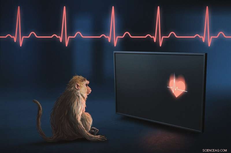 Rhesus Monkeys Demonstrate Self-Awareness of Heartbeat - Interoception Research