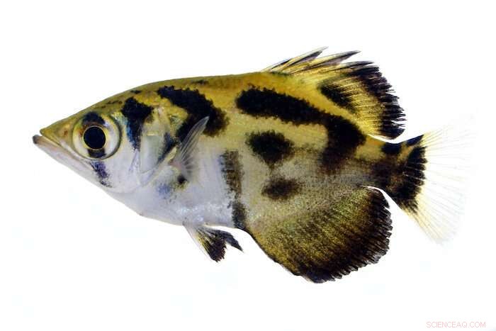 Archerfish Behavior: A Comprehensive Scientific Study