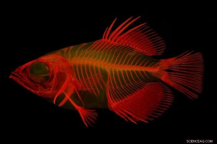 Archerfish Behavior: A Comprehensive Scientific Study