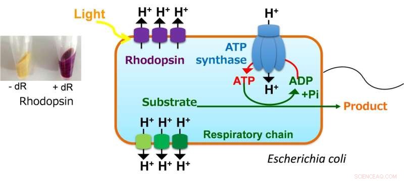 Engineered Microbes: Harnessing Light for Enhanced Chemical Production