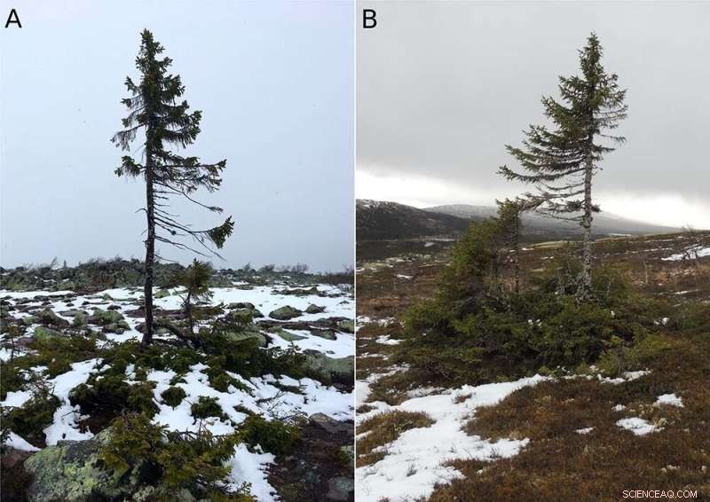 Ancient Spruce Trees: Sweden s 10,000-Year Recovery After the Ice Age