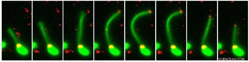 Antibiotic Resistance Spreads Even in Dead Bacteria - New Research