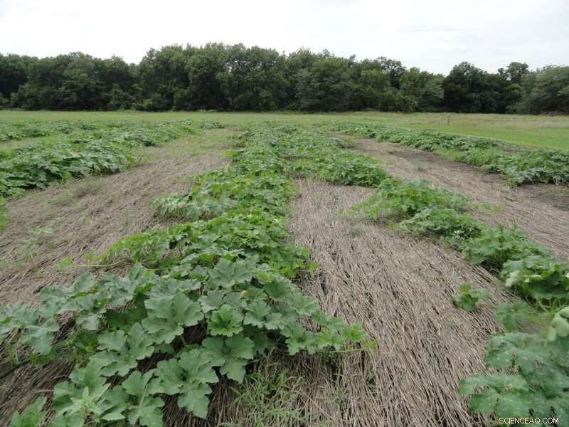 Boosting Pumpkin Yields with Sustainable Conservation Practices