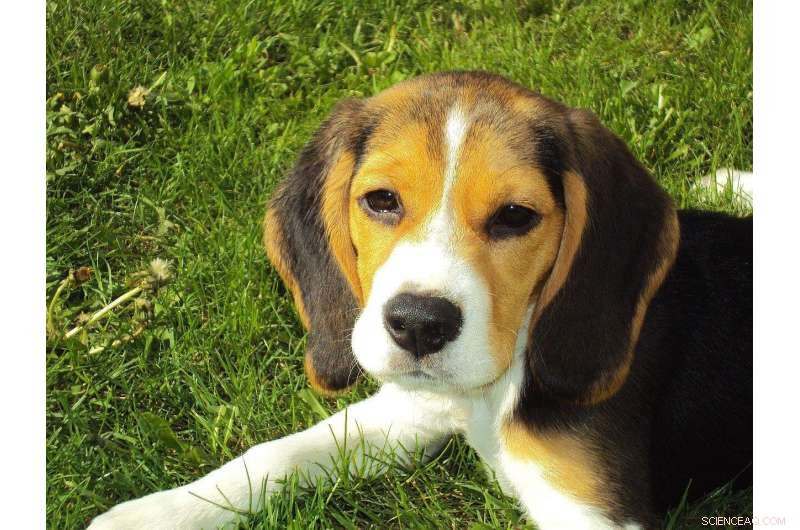 Protect Your Pup s Heart: Essential Tips for Canine Cardiovascular Health