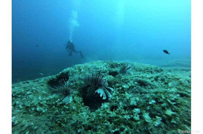 Mediterranean Lionfish Management: New Strategies for Invasive Species Control