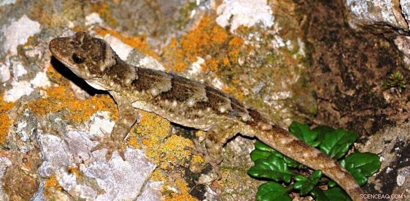 Ancient DNA Reveals Evolutionary History of New Zealand Geckos