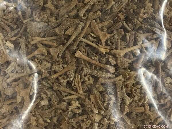 Ancient DNA Reveals Evolutionary History of New Zealand Geckos