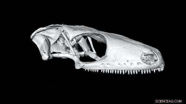 Ancient DNA Reveals Evolutionary History of New Zealand Geckos