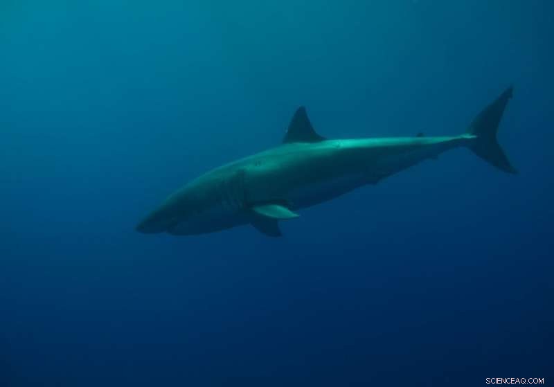 Social Behavior of Great White Sharks: A Deep Dive into Predator Dynamics