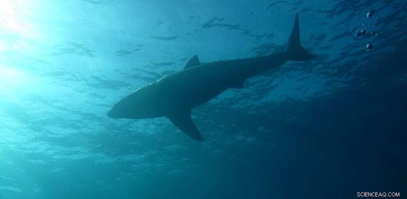 Social Behavior of Great White Sharks: A Deep Dive into Predator Dynamics