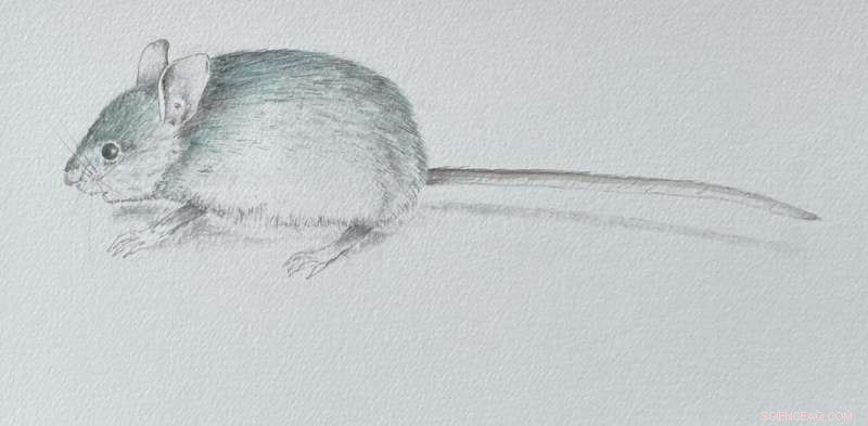 The Vanishing Blue-Grey Mouse: Extinct or Hidden in Australia?