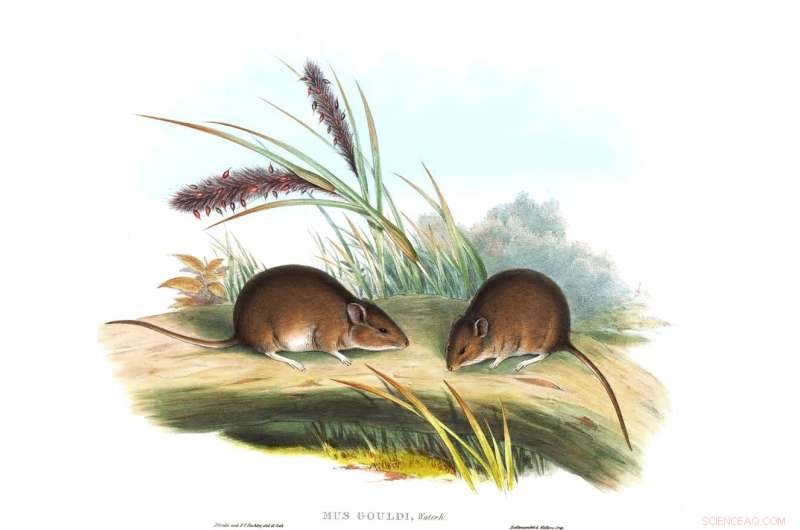 The Vanishing Blue-Grey Mouse: Extinct or Hidden in Australia?