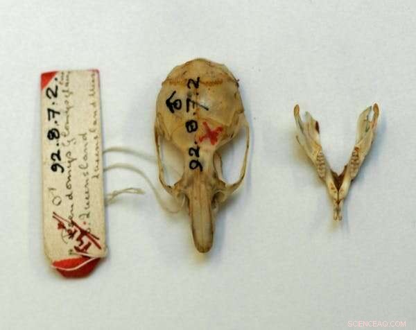 The Vanishing Blue-Grey Mouse: Extinct or Hidden in Australia?