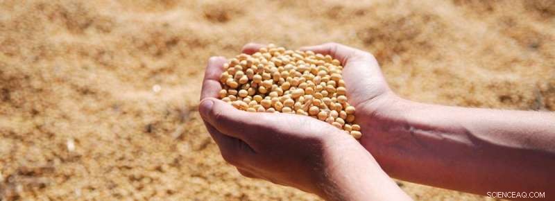 European Soybean Production: Towards Self-Sufficiency & Sustainability