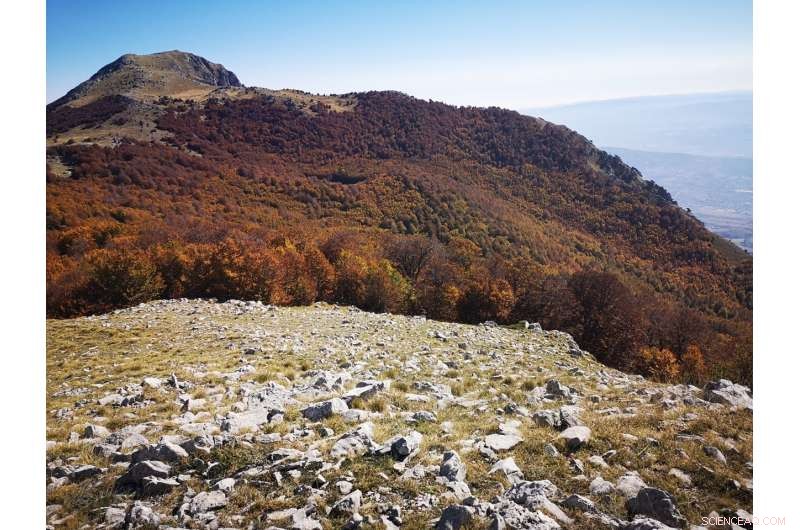 Drone-Based Forest Canopy Analysis in UNESCO World Heritage Sites