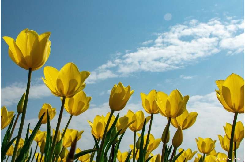 The Journey of Wild Tulips: Introduction to Europe in the 16th Century