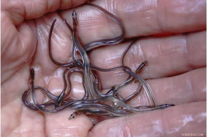 Baby Eel Market Rebounds to Pre-Pandemic Prices in Maine