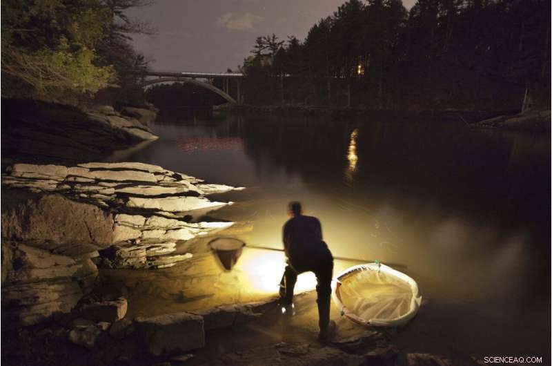 Baby Eel Market Rebounds to Pre-Pandemic Prices in Maine