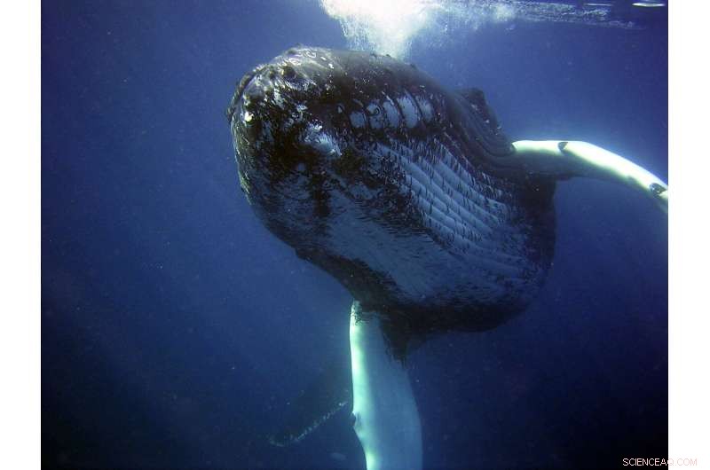 California Closes Dungeness Crab Fishing Zones to Protect Migrating Whales