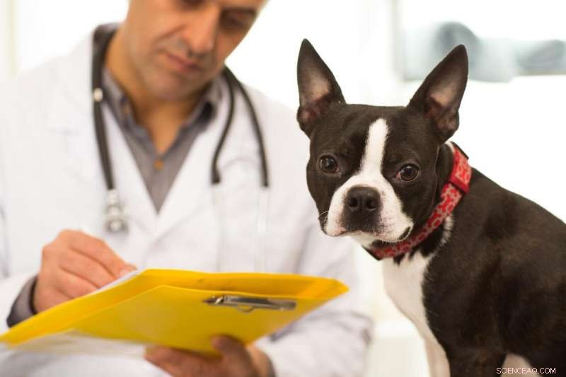 AI-Powered Diagnostics Revolutionizing Pet Healthcare