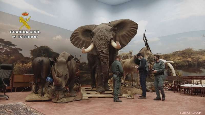 Spain Seizes Massive Collection of Stuffed Endangered Animals