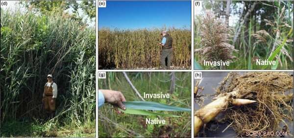 Understanding Phragmites Australis: The Common Reed in Louisiana Wetlands