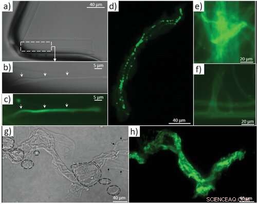 Actin s Role in Biosilica Architecture of Sponges: A Novel Study