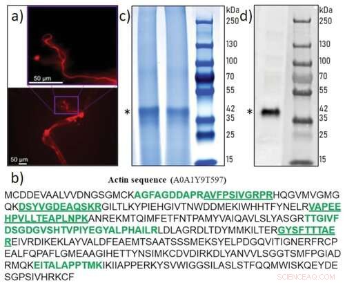 Actin s Role in Biosilica Architecture of Sponges: A Novel Study