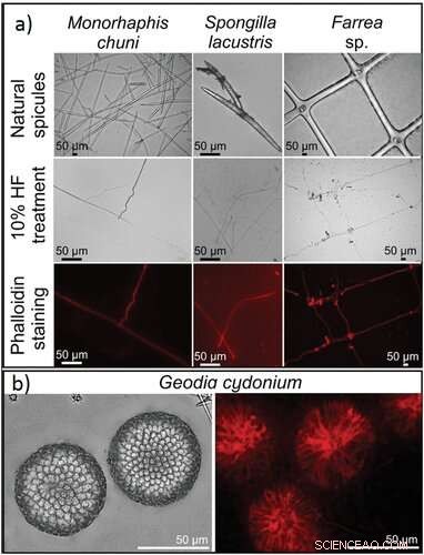 Actin s Role in Biosilica Architecture of Sponges: A Novel Study