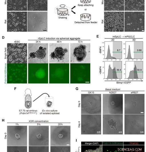 Successful In Vitro Germ Cell Creation in Rats: A Research Overview